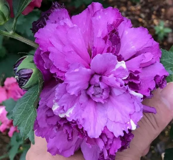 好种植的藤本植物,45种植物图片