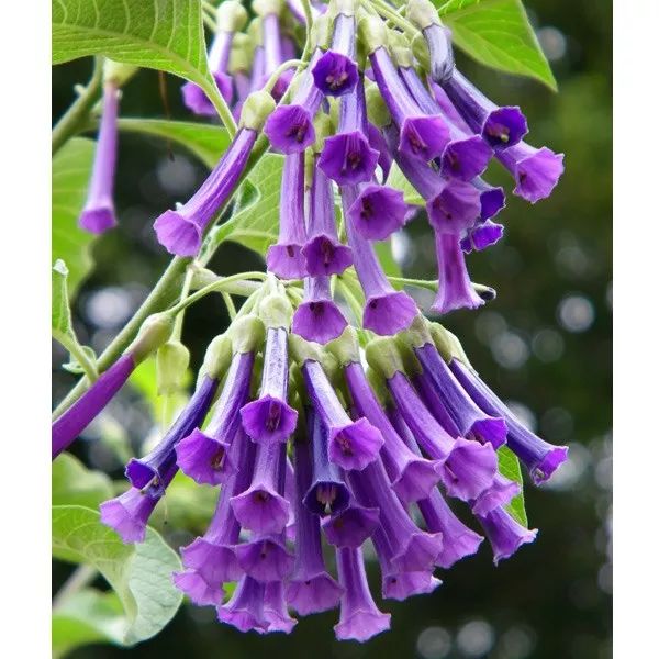 好种植的藤本植物,45种植物图片