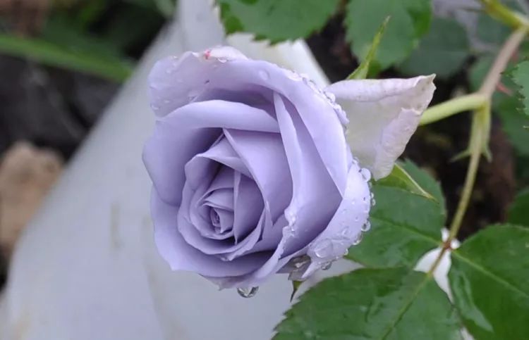 好种植的藤本植物,45种植物图片