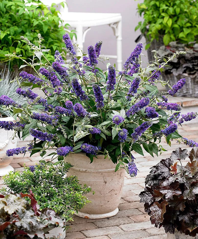 好种植的藤本植物,45种植物图片