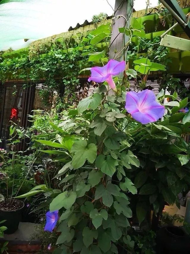 好种植的藤本植物,45种植物图片