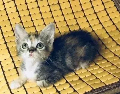 猫狗大战联盟猫咪,猫狗大联盟视频