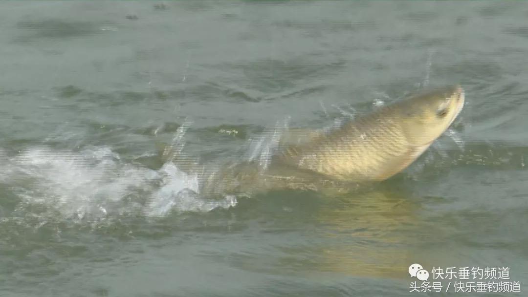 秋季钓草鱼鲤鱼绝佳饵料配方,秋季晚上钓草鱼最好的方法