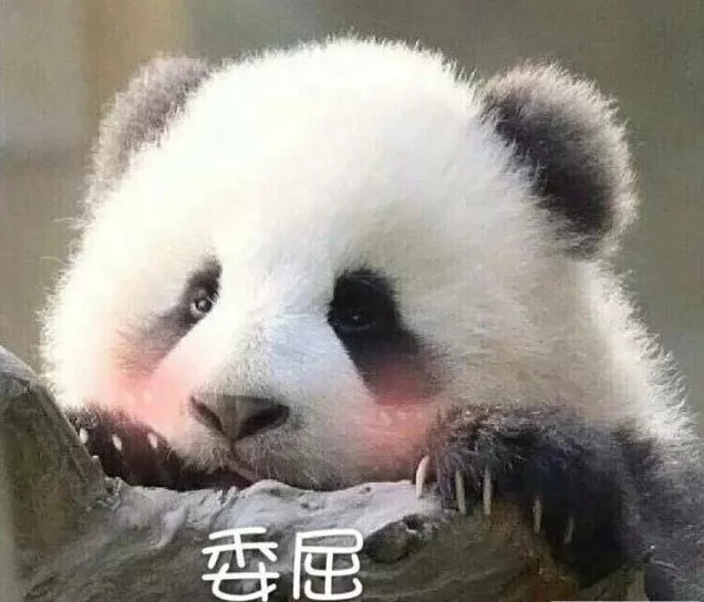 每一只可爱滚滚的背后,都有一群起名字不靠谱的人!