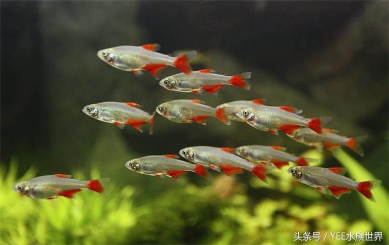 鱼缸里也有*力暴**“宝马男”,主人该如何除暴安良?