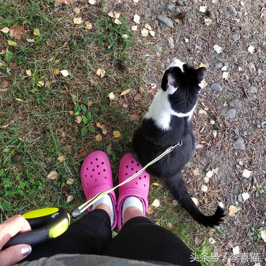 带猫咪出门循序渐进,带猫咪出门攻略