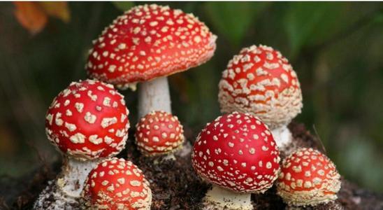 青海毒蘑菇图鉴,常见毒蘑菇图鉴福建