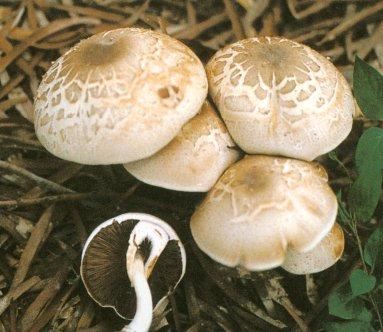 青海毒蘑菇图鉴,常见毒蘑菇图鉴福建