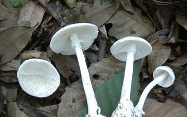 青海毒蘑菇图鉴,常见毒蘑菇图鉴福建