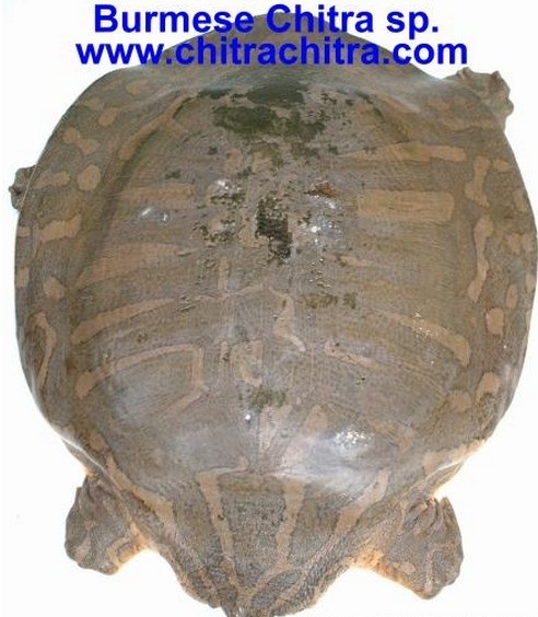 龟鳖目动物大全及图片,所有龟鳖类动物