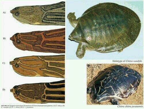 科普龟类知识视频展示,所有龟鳖类动物
