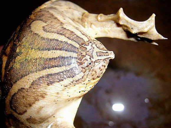 龟鳖目动物大全及图片,所有龟鳖类动物