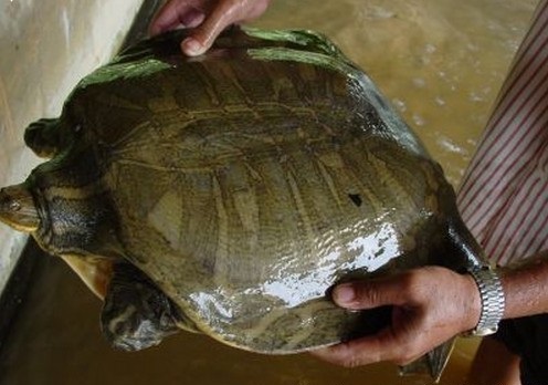 科普龟类知识视频展示,所有龟鳖类动物