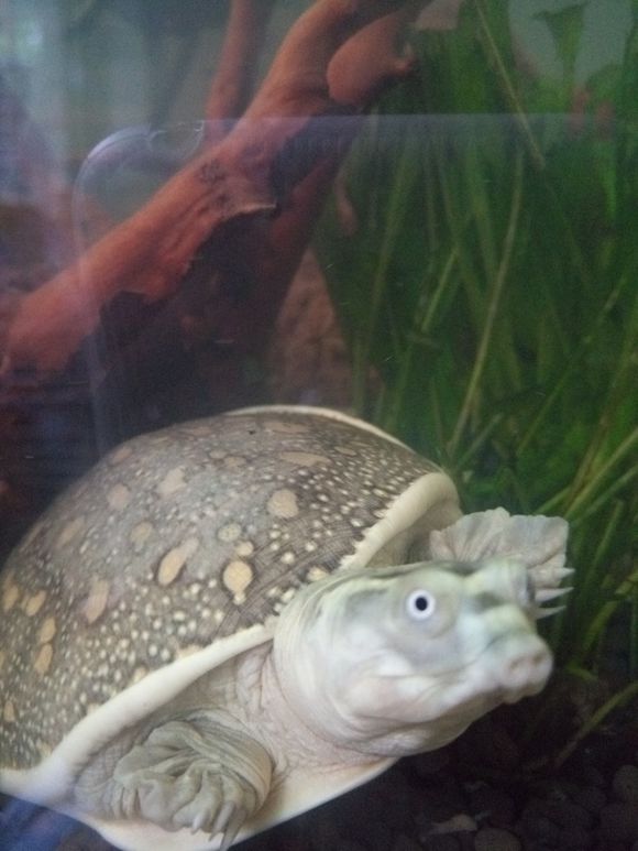 科普龟类知识视频展示,所有龟鳖类动物