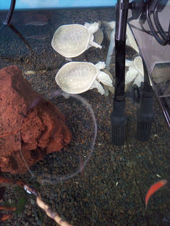 科普龟类知识视频展示,所有龟鳖类动物