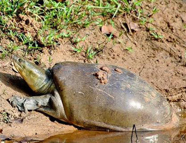 龟鳖目动物大全及图片,所有龟鳖类动物