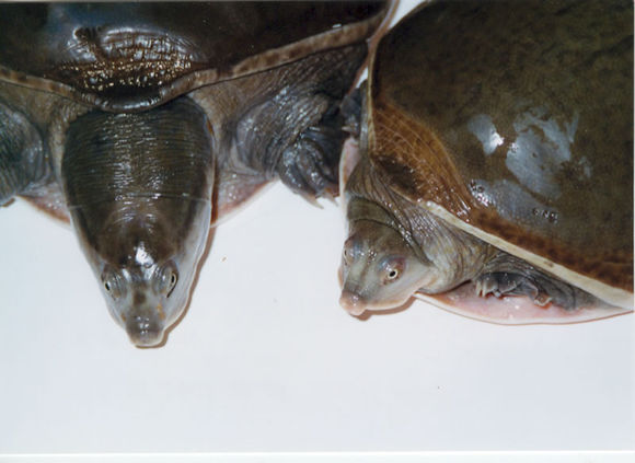 科普龟类知识视频展示,所有龟鳖类动物