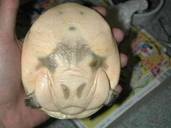 科普龟类知识视频展示,所有龟鳖类动物