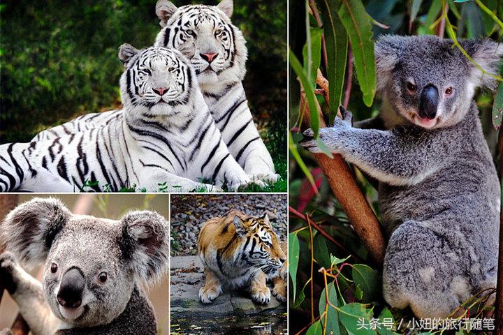 全国唯一可以看考拉的动物园,考拉野生动物园