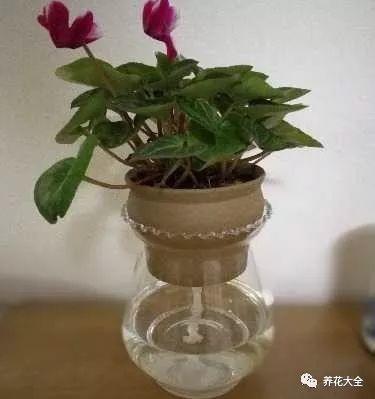 用塑料瓶自己做自动浇水种菜神器,空瓶子改造浇水器的小妙招