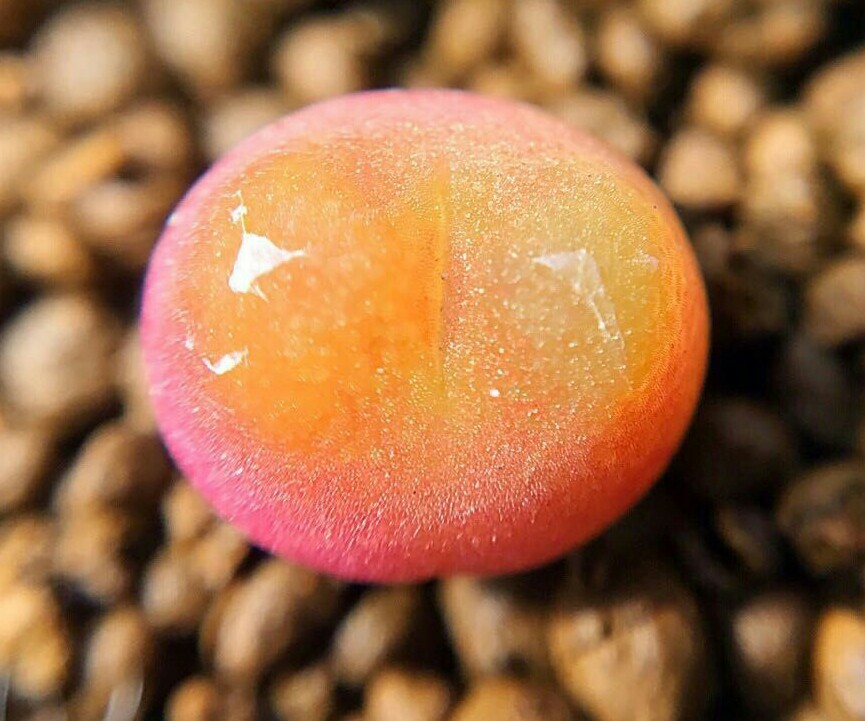 慢生活全文免费阅读,慢生活轻阅读