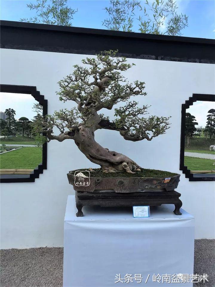 精品掌中宝三角梅盆景,顶级国宝级三角梅盆景