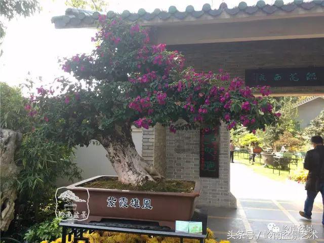 精品掌中宝三角梅盆景,顶级国宝级三角梅盆景