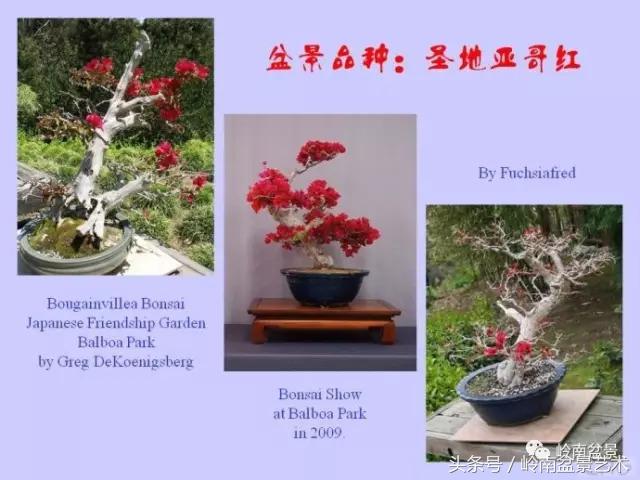 精品掌中宝三角梅盆景,顶级国宝级三角梅盆景