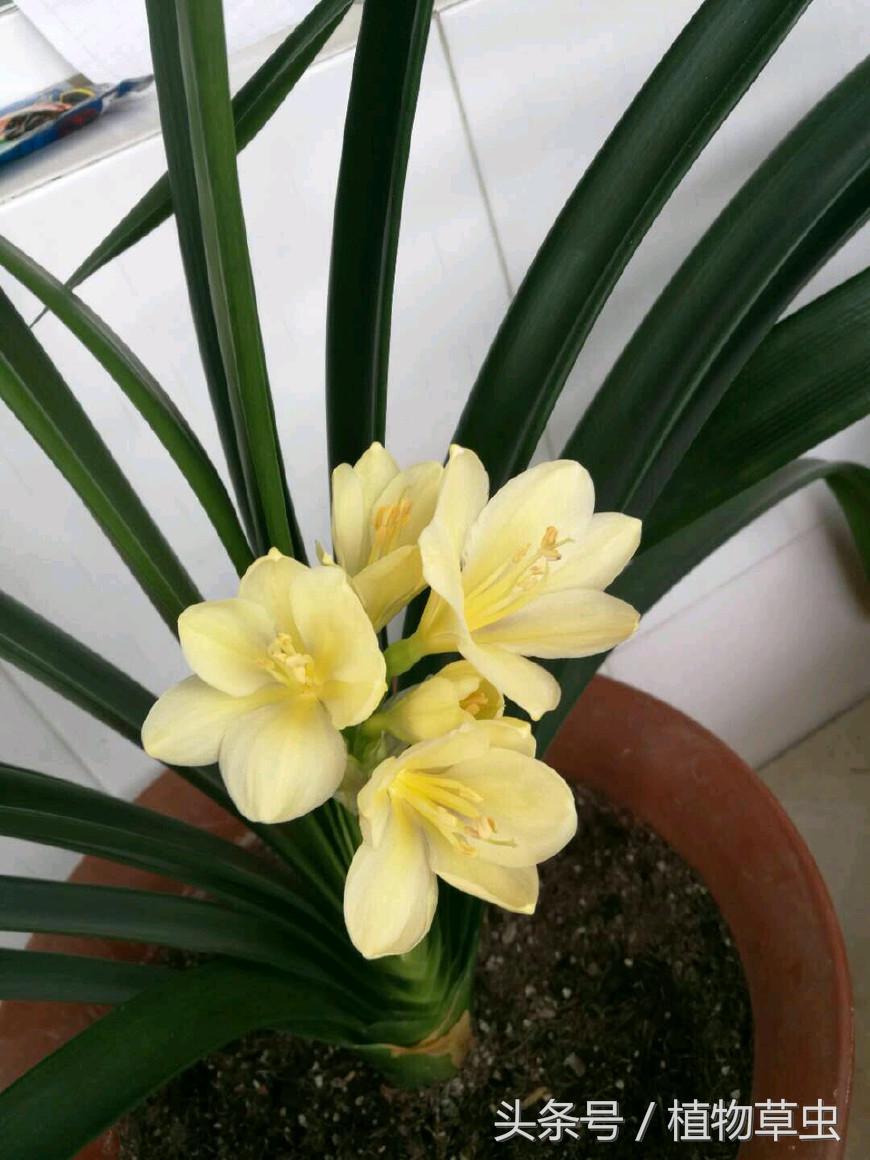 君子兰浇水技巧小视频,君子兰浇水方法的正确步骤