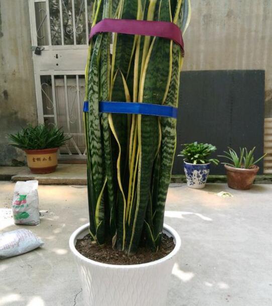 虎皮兰剪掉头还能活吗,虎皮兰为什么会拦腰折断