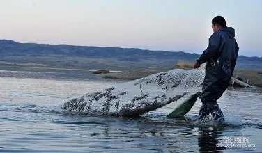 抹杀氮循环的喉咙，让亚硝酸盐不复存在
