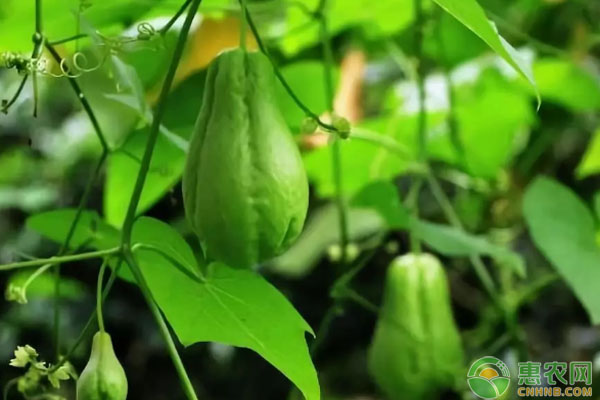 小小“致富果”卖出共富新路子,农村种植致富瓜