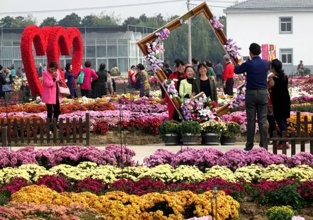 所有人，200株菊花苗，送你养！金菊报秋时，等你来参赛！