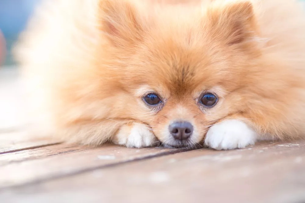 小狗误吞骨头以后要禁食吗,小狗误吞塑料会难受的一直叫吗