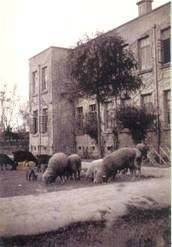 中国历史以来最牛的大学,历史上最牛的搬家大学