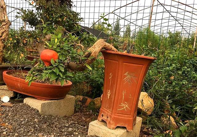 家庭养的石榴怎么施肥,家庭盆栽石榴树养殖方法