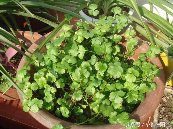 香菜怎么种长得快又好,香菜怎么种才能出苗快