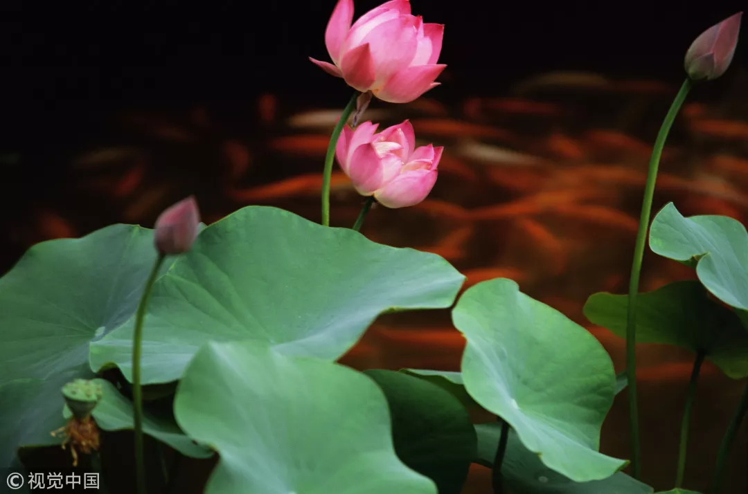 睡莲与荷花有什么区别和联系,莲花荷花睡莲傻傻分不清