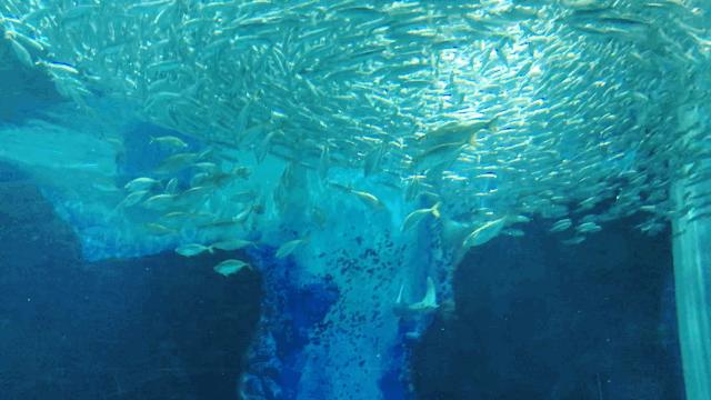 丽星邮轮双子星日本游,亲子游轮旅行攻略