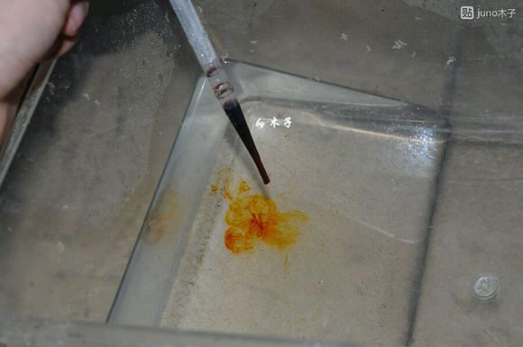 草龟繁殖经验分享孵蛋40天破壳,草龟孵化及幼龟养殖