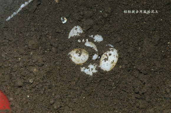 草龟繁殖经验分享孵蛋40天破壳,草龟孵化及幼龟养殖