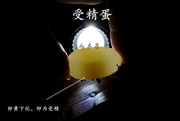 草龟繁殖经验分享孵蛋40天破壳,草龟孵化及幼龟养殖