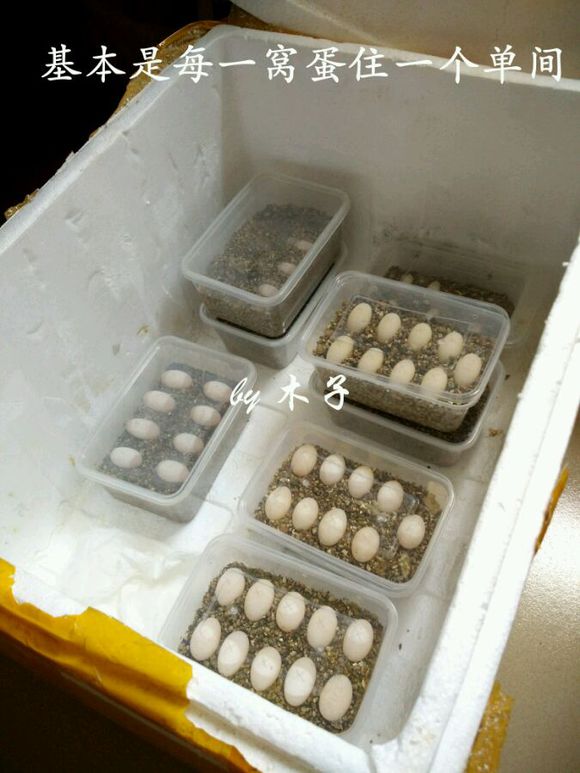 草龟繁殖经验分享孵蛋40天破壳,草龟孵化及幼龟养殖