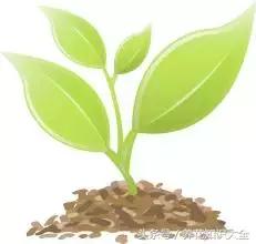 家中养什么花聚财旺家保平安,聚财旺家保平安