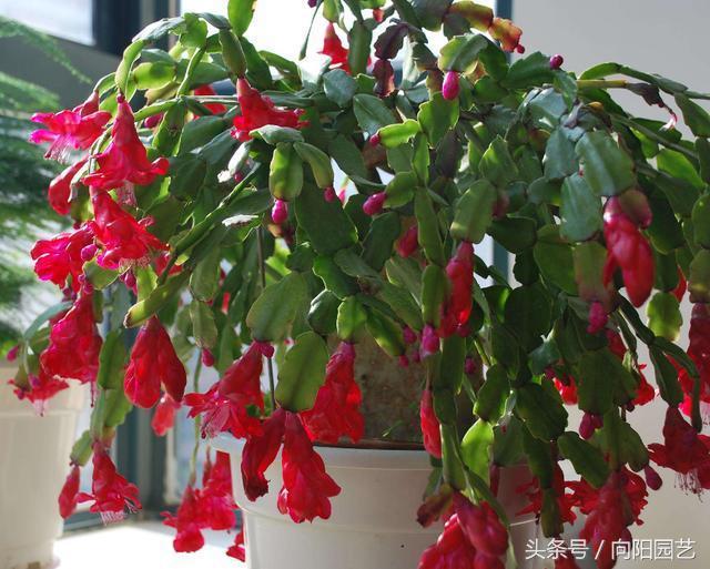 蟹爪兰叶子发黄一招解决,蟹爪兰整棵发黄是缺硫酸亚铁吗