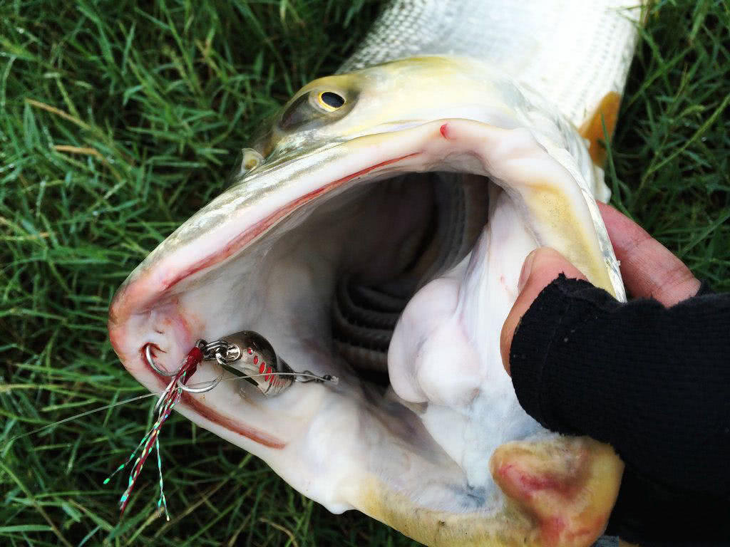 此鱼游泳迅速，行动敏捷，被广大钓友称为“水老虎”