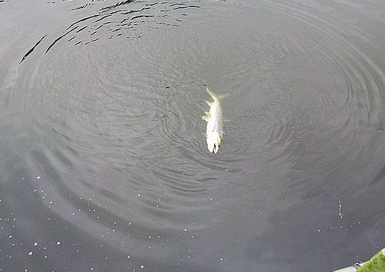 此鱼游泳迅速，行动敏捷，被广大钓友称为“水老虎”