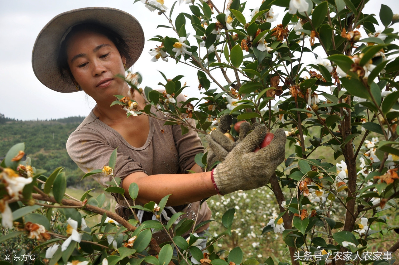 探访赣南传统手工榨‘’木梓油‘’（茶油）的工艺流程