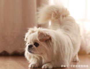 京巴犬的有哪些特点,京巴犬和什么犬最好看