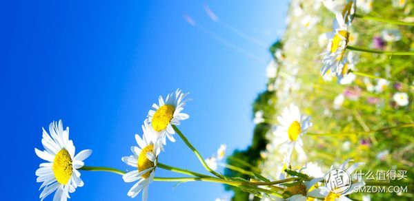 小米max3和荣耀note10该选哪个,小米max3和红米note5对比